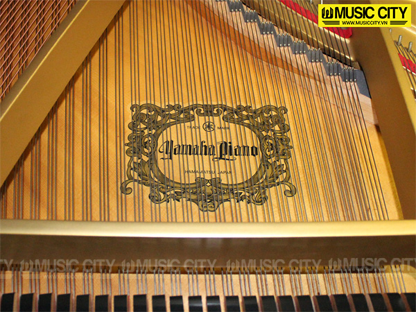 Music City – Tổng Kho Piano, Guitar, Organ | Dịch Vụ Giáo Dục Âm Nhạc