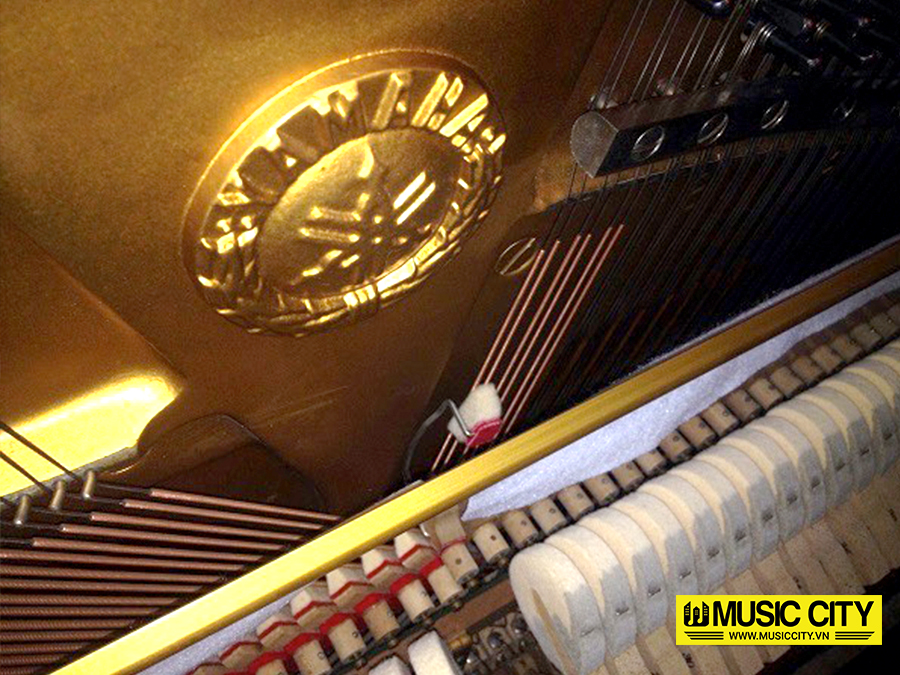 Music City – Tổng Kho Piano, Guitar, Organ | Dịch Vụ Giáo Dục Âm Nhạc