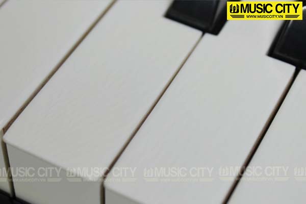Music City – Tổng Kho Piano, Guitar, Organ | Dịch Vụ Giáo Dục Âm Nhạc