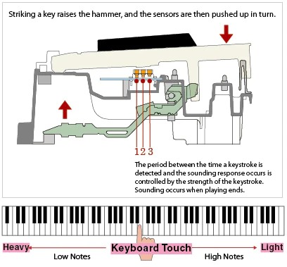 Music City – Tổng Kho Piano, Guitar, Organ | Dịch Vụ Giáo Dục Âm Nhạc