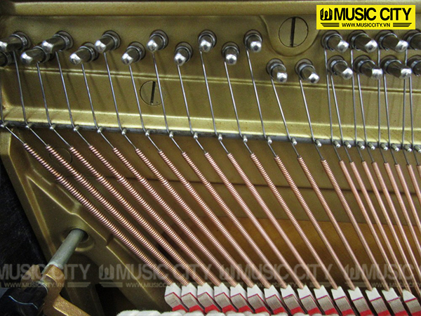 Music City – Tổng Kho Piano, Guitar, Organ | Dịch Vụ Giáo Dục Âm Nhạc