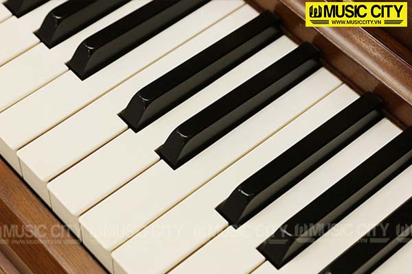 Music City – Tổng Kho Piano, Guitar, Organ | Dịch Vụ Giáo Dục Âm Nhạc