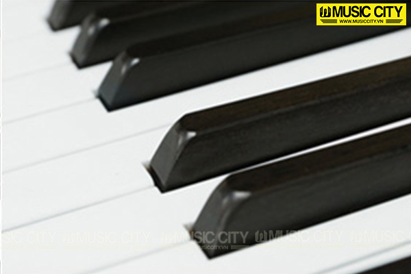 Music City – Tổng Kho Piano, Guitar, Organ | Dịch Vụ Giáo Dục Âm Nhạc