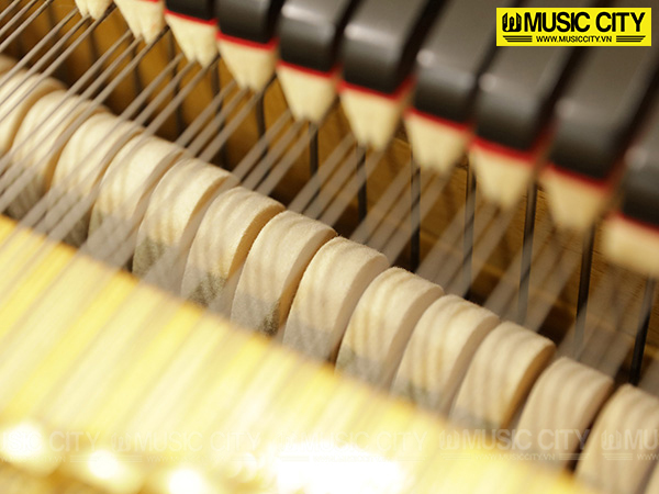 Music City – Tổng Kho Piano, Guitar, Organ | Dịch Vụ Giáo Dục Âm Nhạc