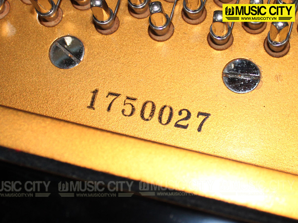 Music City – Tổng Kho Piano, Guitar, Organ | Dịch Vụ Giáo Dục Âm Nhạc