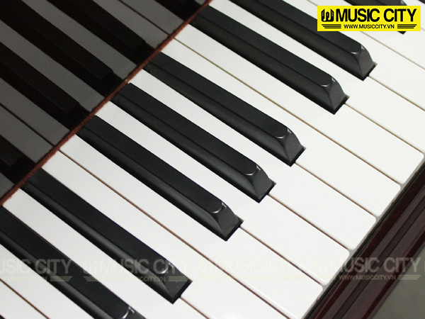 Music City – Tổng Kho Piano, Guitar, Organ | Dịch Vụ Giáo Dục Âm Nhạc