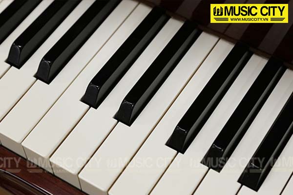 Music City – Tổng Kho Piano, Guitar, Organ | Dịch Vụ Giáo Dục Âm Nhạc