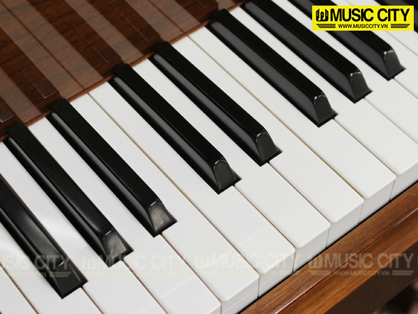 Music City – Tổng Kho Piano, Guitar, Organ | Dịch Vụ Giáo Dục Âm Nhạc