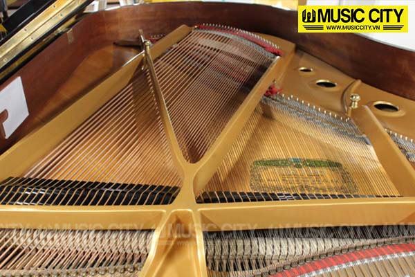 Music City – Tổng Kho Piano, Guitar, Organ | Dịch Vụ Giáo Dục Âm Nhạc