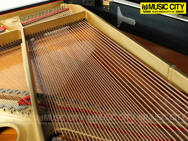 Music City – Tổng Kho Piano, Guitar, Organ | Dịch Vụ Giáo Dục Âm Nhạc