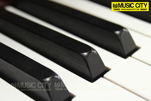 Music City – Tổng Kho Piano, Guitar, Organ | Dịch Vụ Giáo Dục Âm Nhạc