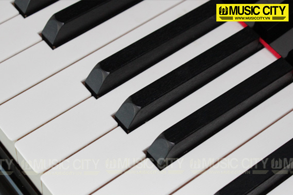 Music City – Tổng Kho Piano, Guitar, Organ | Dịch Vụ Giáo Dục Âm Nhạc