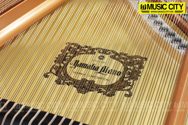 Music City – Tổng Kho Piano, Guitar, Organ | Dịch Vụ Giáo Dục Âm Nhạc
