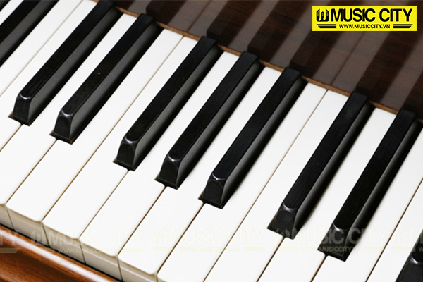 Music City – Tổng Kho Piano, Guitar, Organ | Dịch Vụ Giáo Dục Âm Nhạc