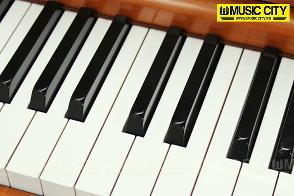 Music City – Tổng Kho Piano, Guitar, Organ | Dịch Vụ Giáo Dục Âm Nhạc