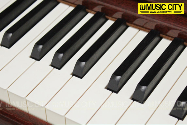 Music City – Tổng Kho Piano, Guitar, Organ | Dịch Vụ Giáo Dục Âm Nhạc