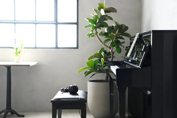 Music City – Tổng Kho Piano, Guitar, Organ | Dịch Vụ Giáo Dục Âm Nhạc